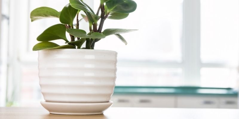 Best Plants For Home Office Feng Shui